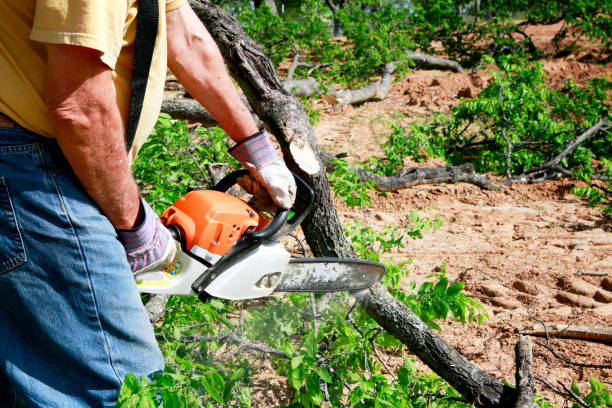 Best Tree Trimming Near Me  in Adrian, MO